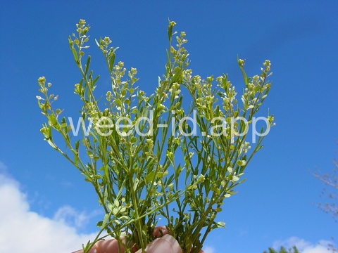 pepperweed, sand